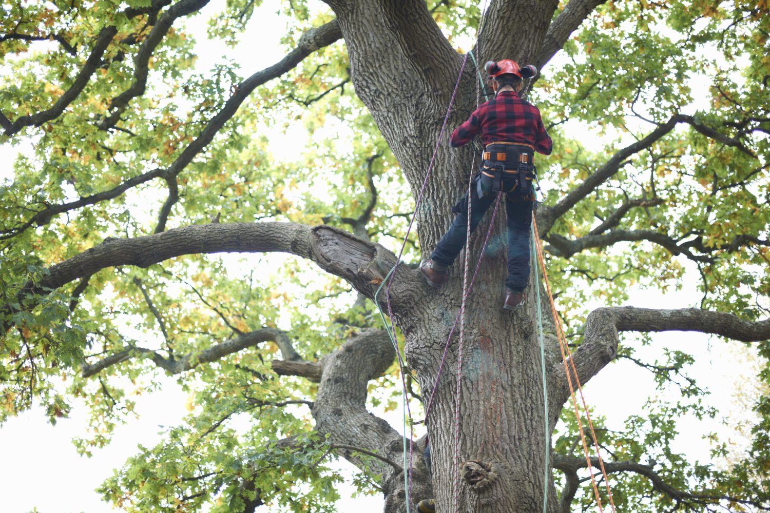 Rear view of trainee teenage male tree surgeon climbing up tree trunk