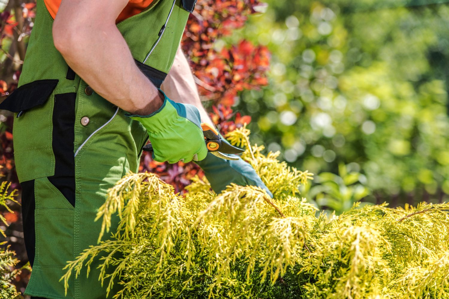 Summer Time Garden Plants Trimming. Caucasian Gardener Trim Backyard Garden Tree Branches Close Up Photo. Gardening and Landscaping Theme.